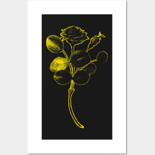 Rosa de Pelagio Black Rose Yellow Outline Image Posters and Art